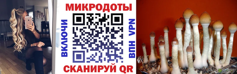где можно купить наркотик  Гороховец  даркнет телеграм  Псилоцибиновые грибы прущие грибы 